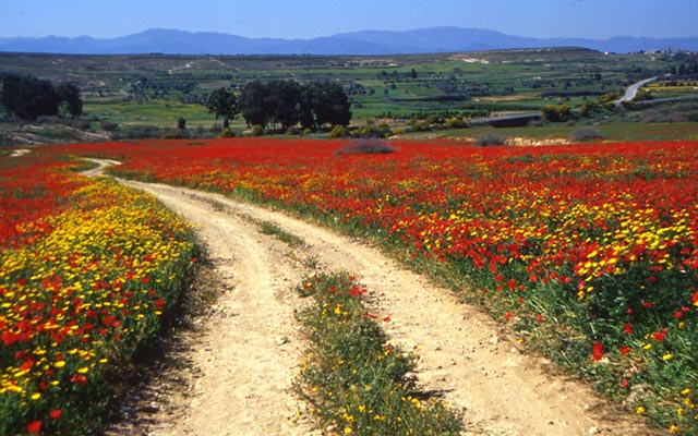 Driving in North Cyprus